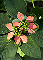 Euphorbia cyatophora